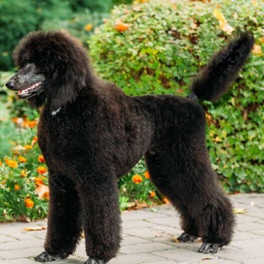 Black hot sale tall poodle